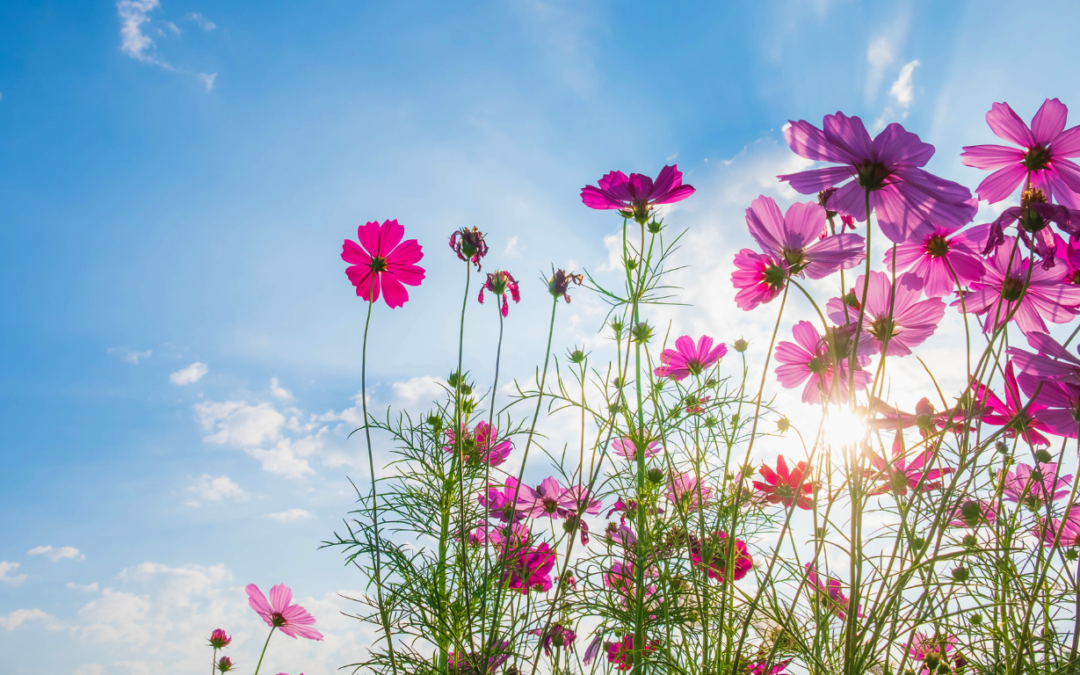 Atelier Yoga Saison – PRINTEMPS – 17 avril