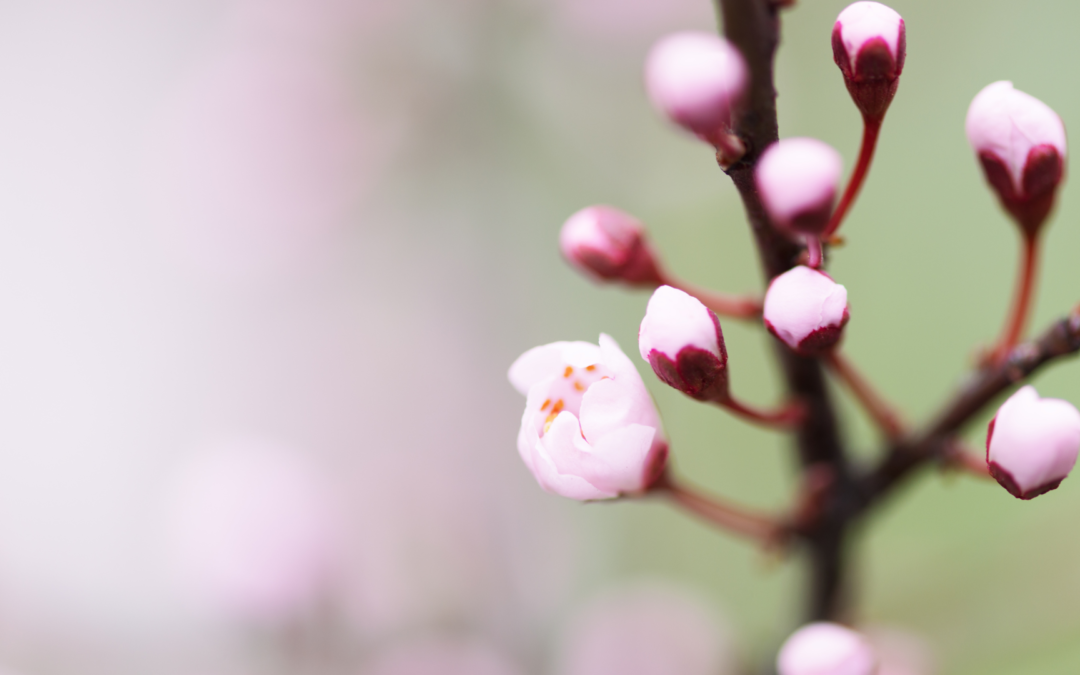 Atelier Yoga Saison – Prémices du PRINTEMPS – 27 février
