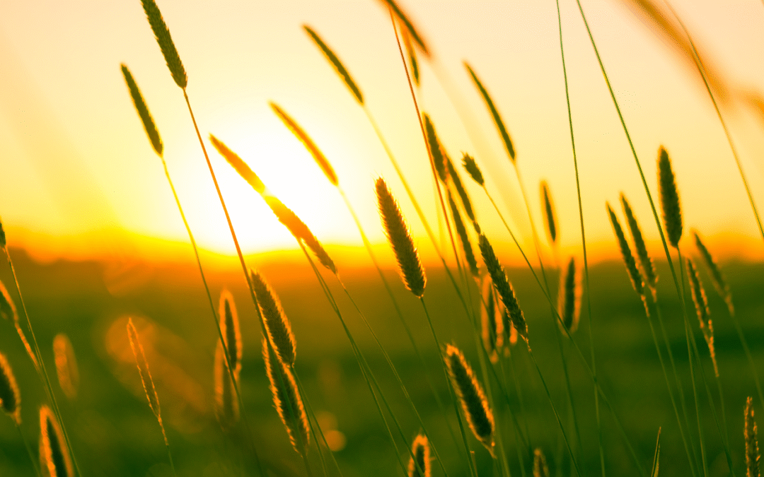 Journée Bien-être – l’ETE – La vacance, se laisser être – 19 juillet